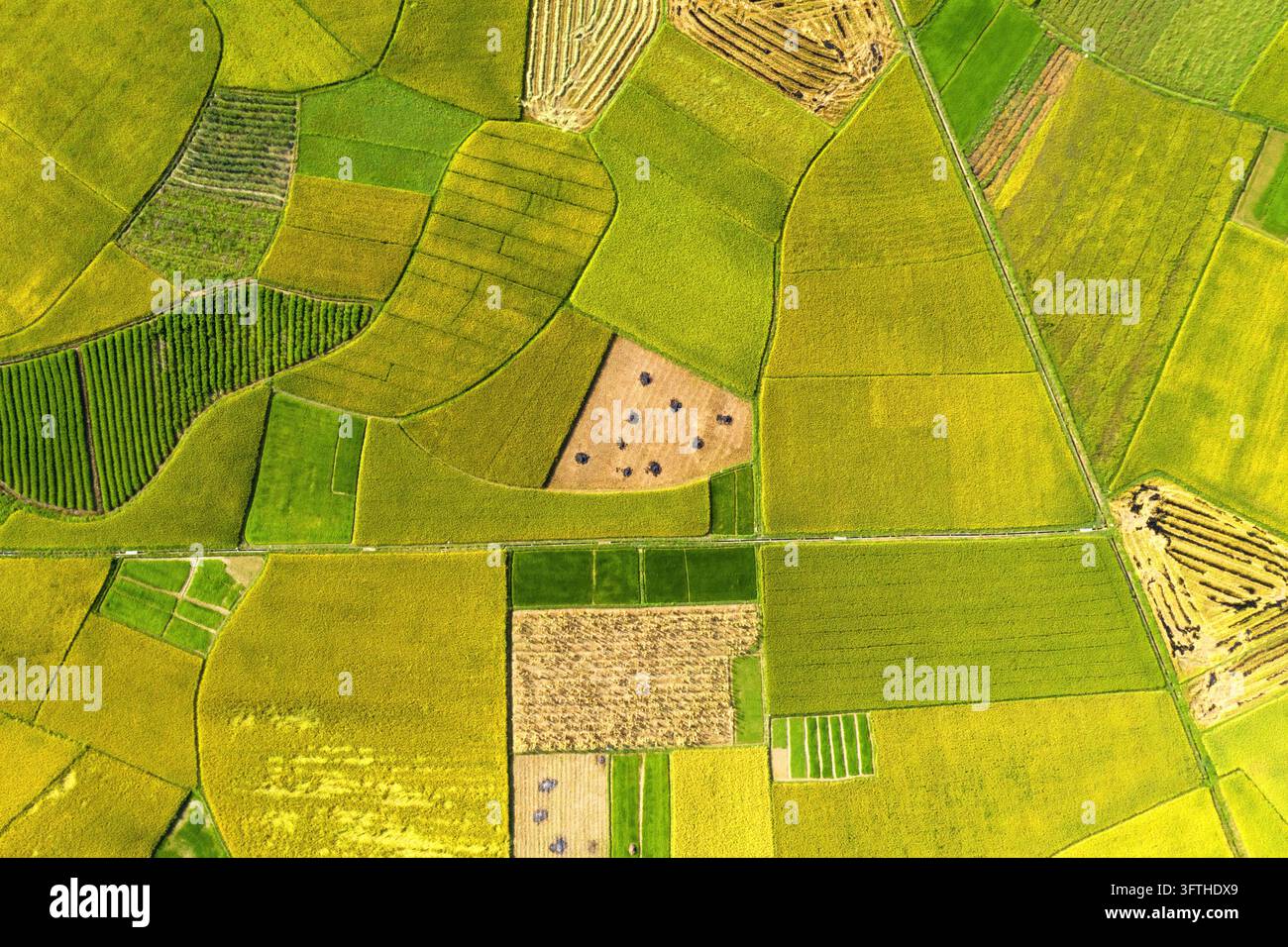 Aerial view of the vibrant Bac Son valley with its patchwork of golden ...