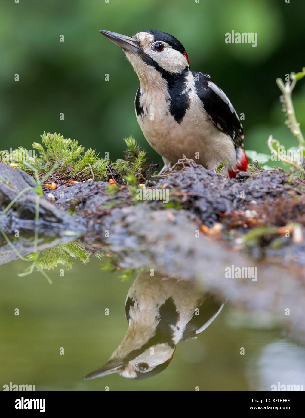 Great Spotted Woodpecker [ Dendrocopos major ] Male bird on the edge of ...