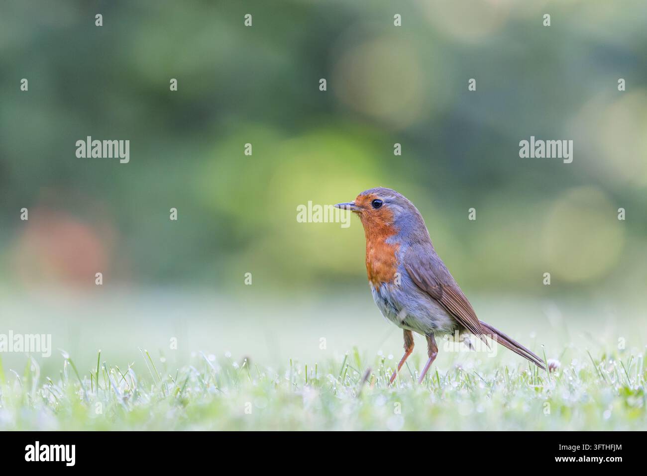 European Robin [ Erithacus rubecula ] on dew covered lawn with out of ...