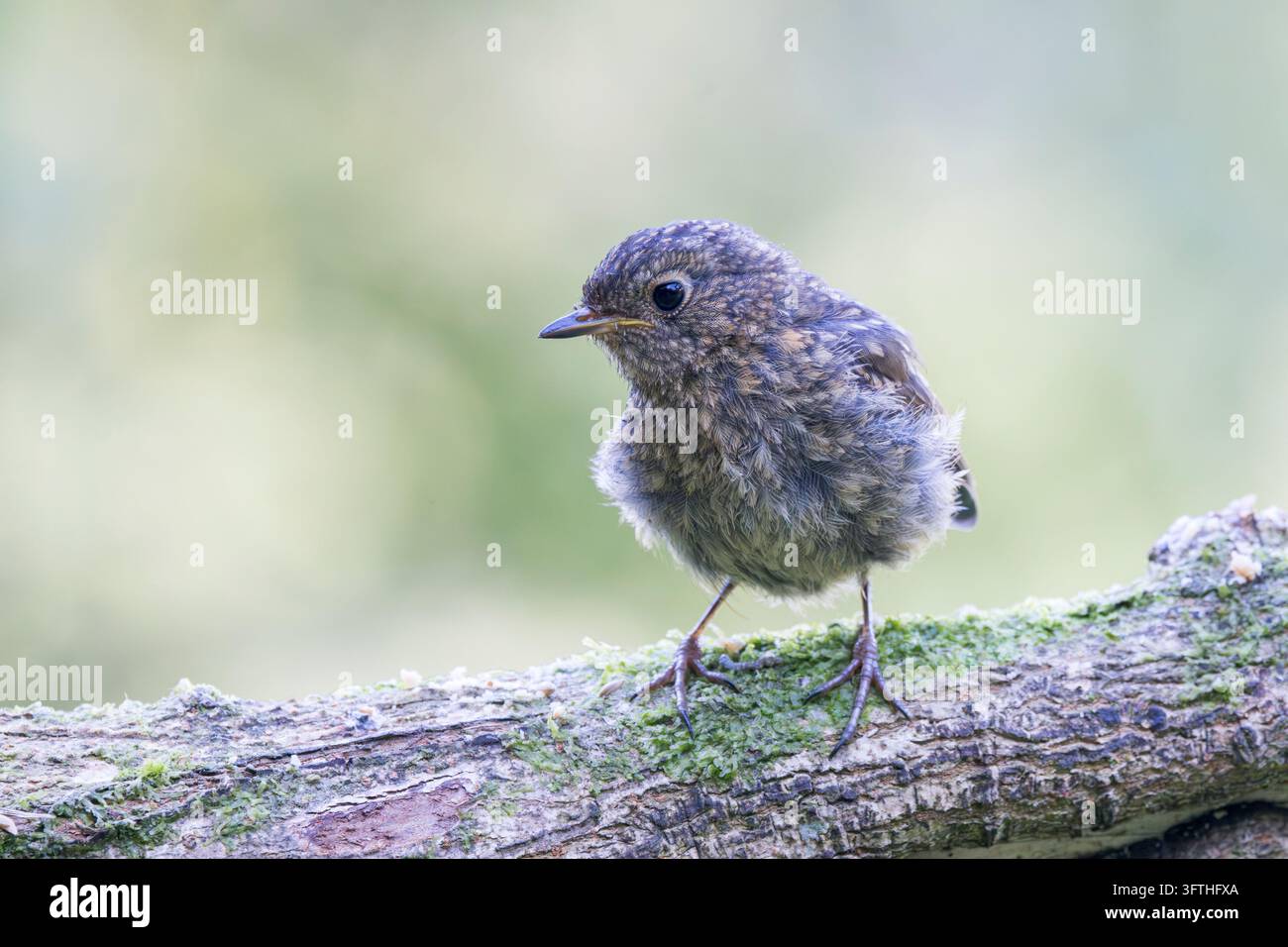 European Robin [ Erithacus rubecula ] Juvenile bird perched on a mossy ...