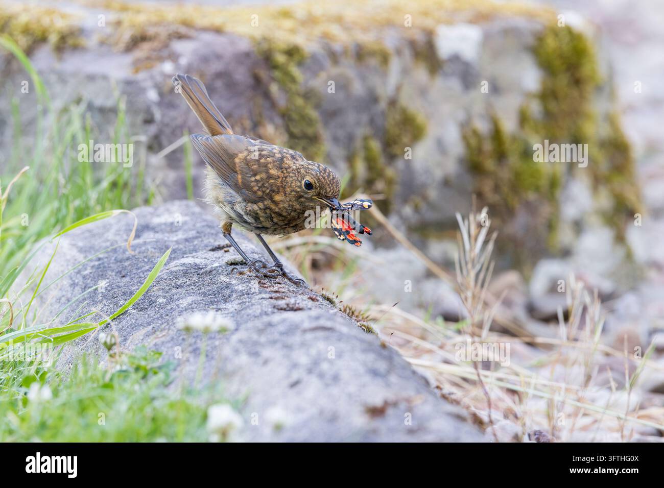 European Robin [ Erithacus rubecula ] Juvenile bird on the ground with ...