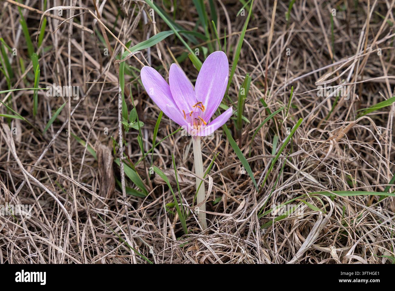Blühende Herbstzeitlose, Colchicum autumnale // Flowering autumn crocus ...