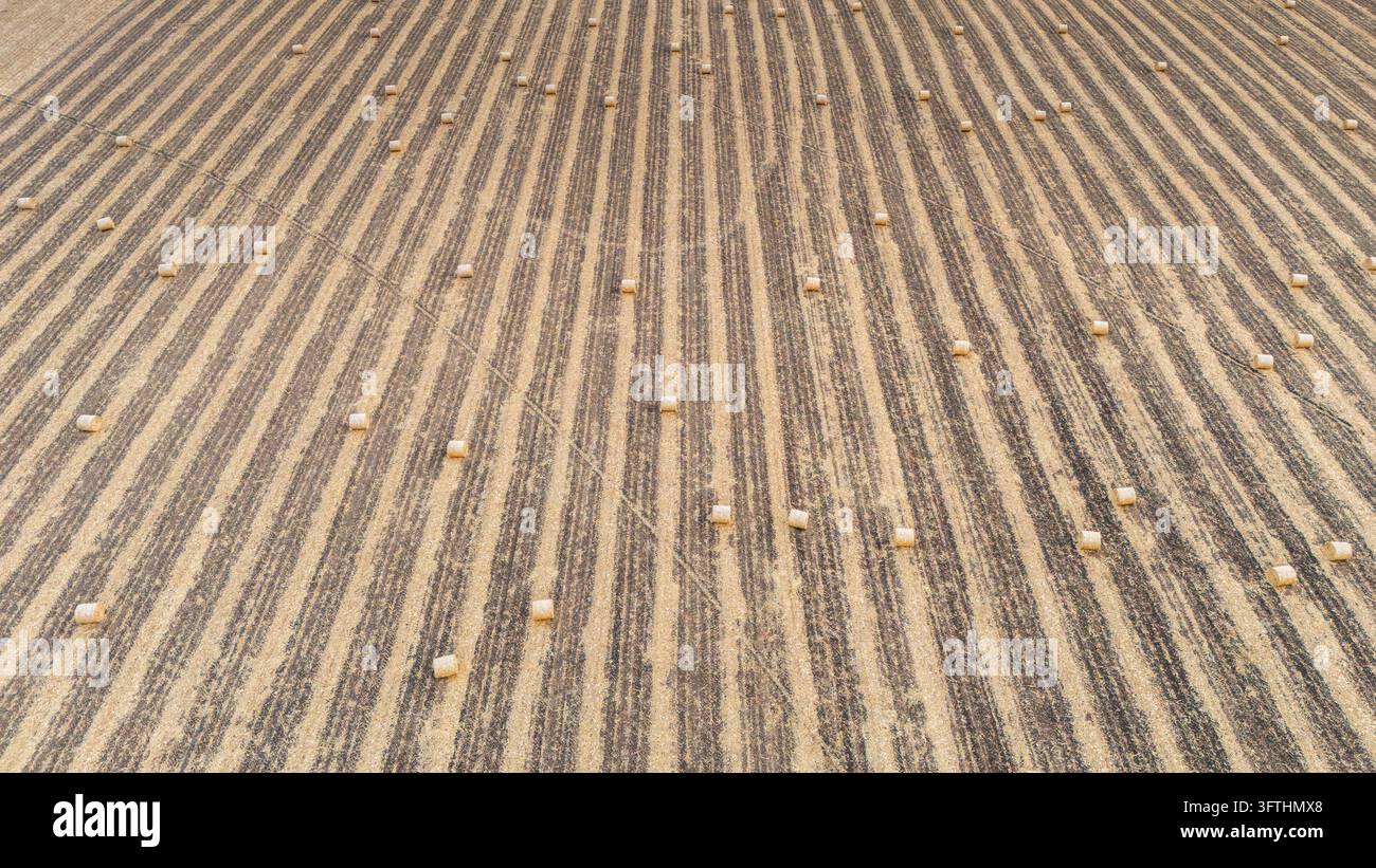 Parallel harvest rows straw bales hi-res stock photography and images ...
