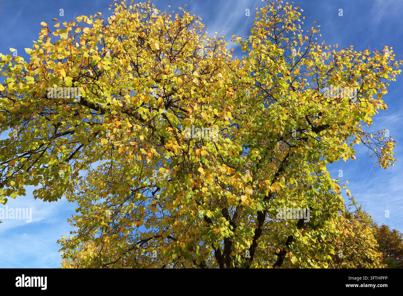 Fall Imagea Laubgehölze im Herbst Ein Linde mit goldenem Laub im Herbst ...