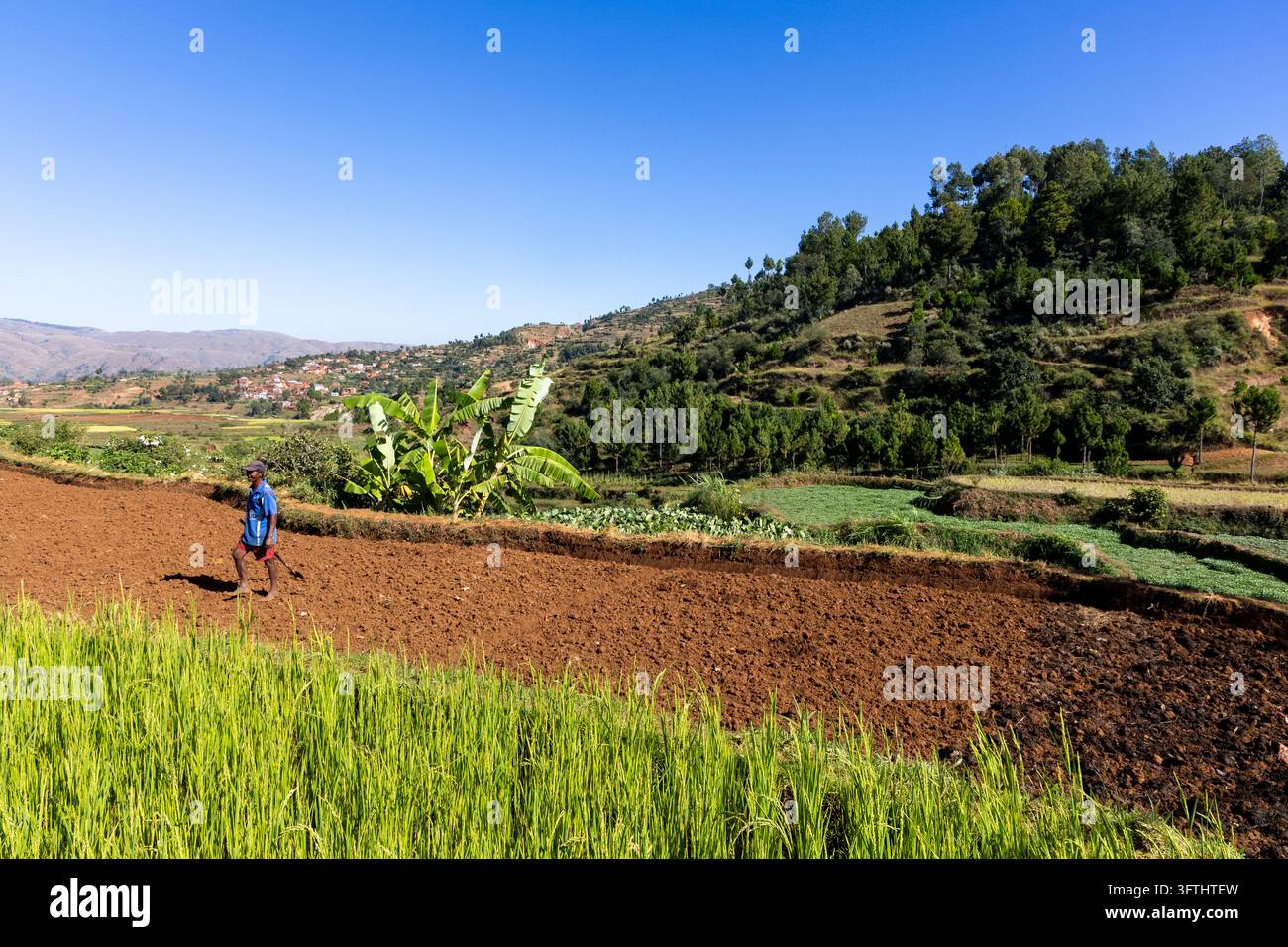 A man walks barefoot across a freshly ploughed field beside a green ...