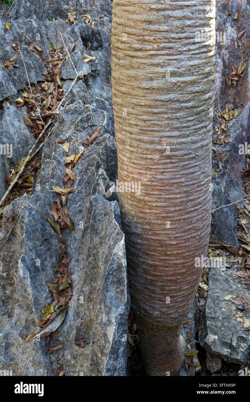 Ringed bark of a tree trunk stands beside the ridged tsingy limestone ...