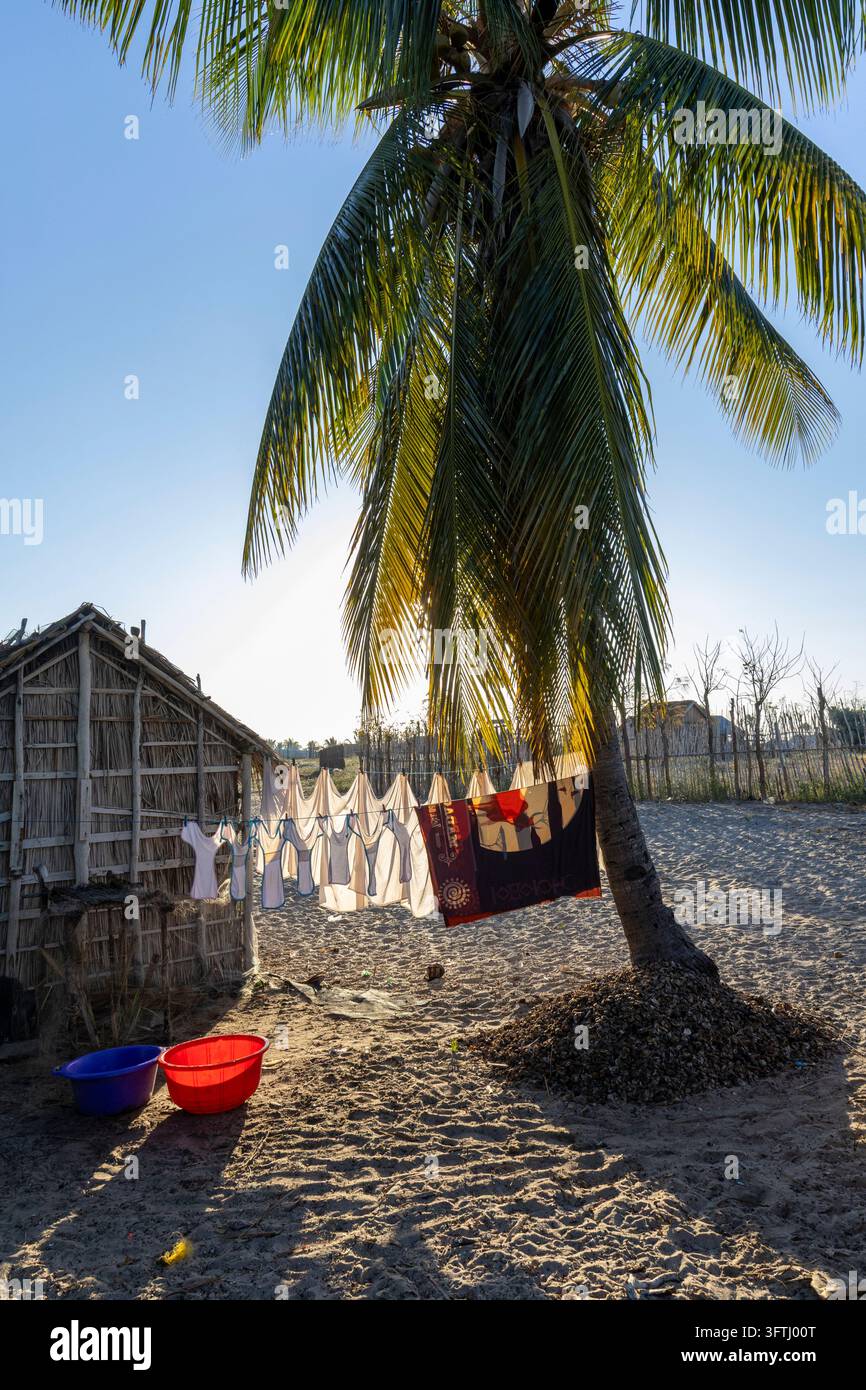 White laundry and a colorful cloth drying on a line under a palm tree ...