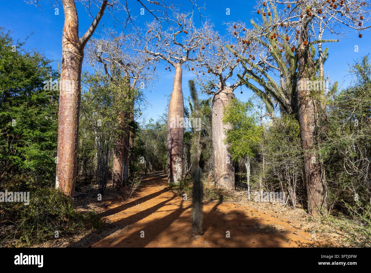 Tsll Tree A sandy dirt path winds through a reserve of tall baobab trees and ...