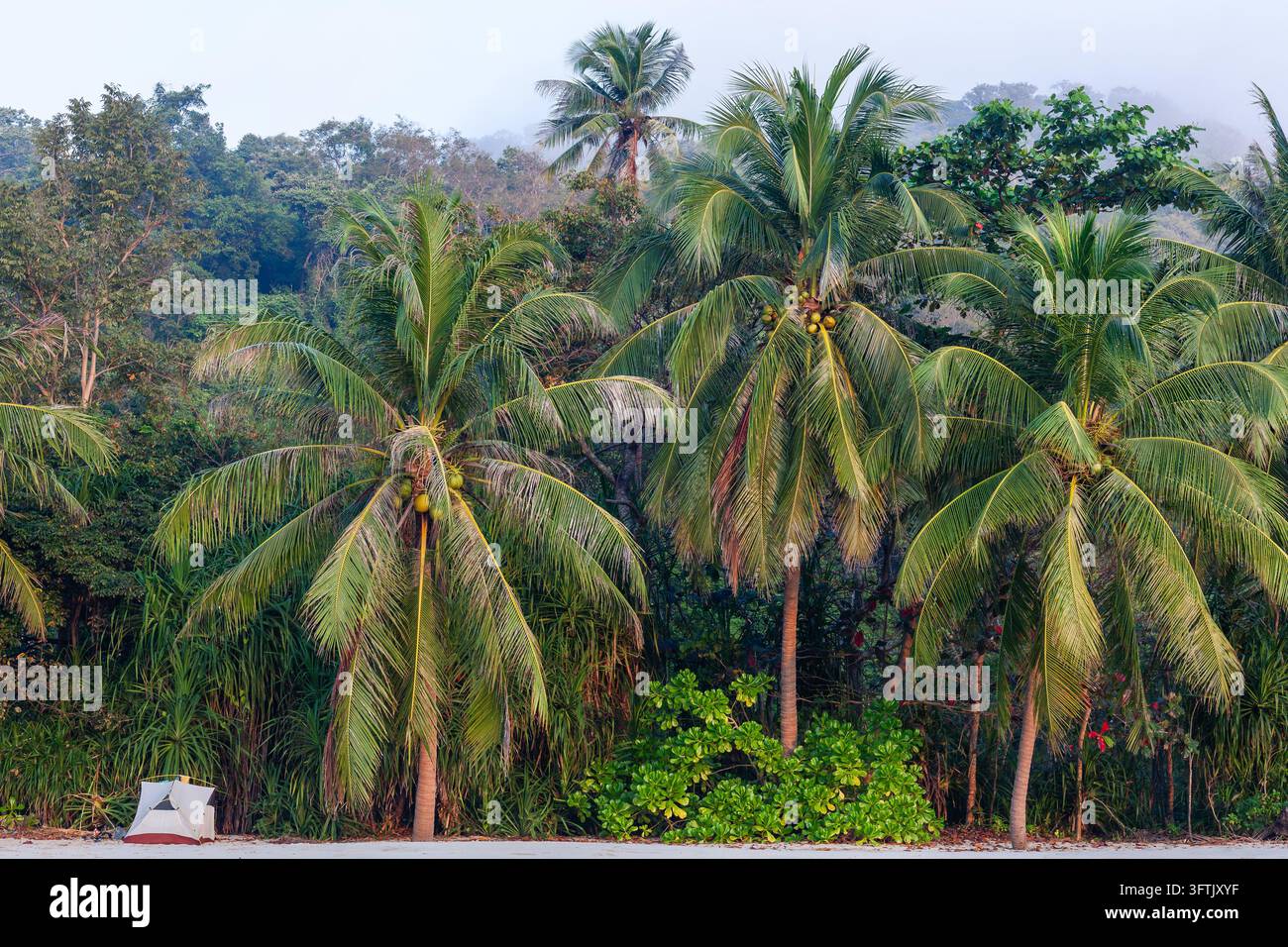Tropical beach camping site in Chumphon Province, Thailand. Palm trees ...
