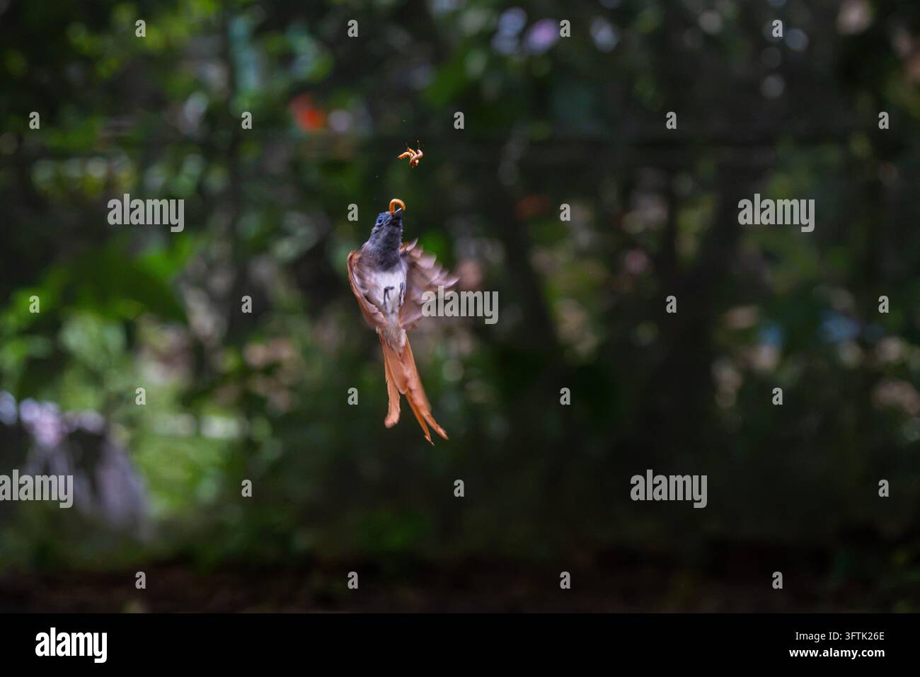 Tropical Birds Perching Together on a Branch in Can Tho, Vietnam Stock ...
