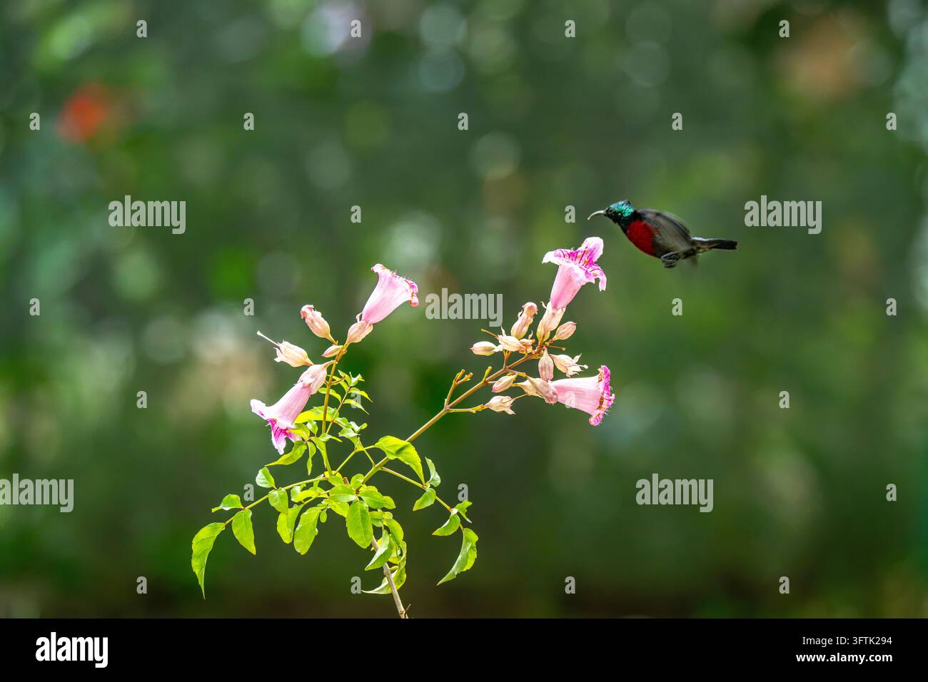 Tropical Birds Perching Together on a Branch in Can Tho, Vietnam Stock ...