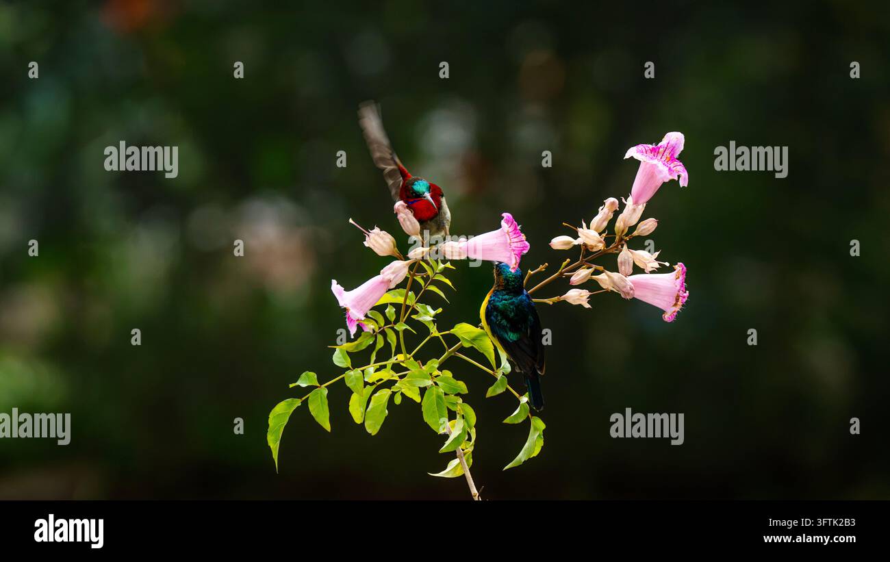 Tropical Birds Perching Together on a Branch in Can Tho, Vietnam Stock ...