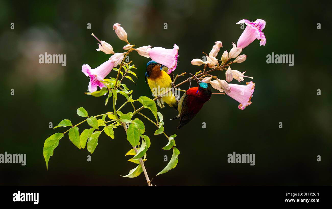 Tropical Birds Perching Together on a Branch in Can Tho, Vietnam Stock ...
