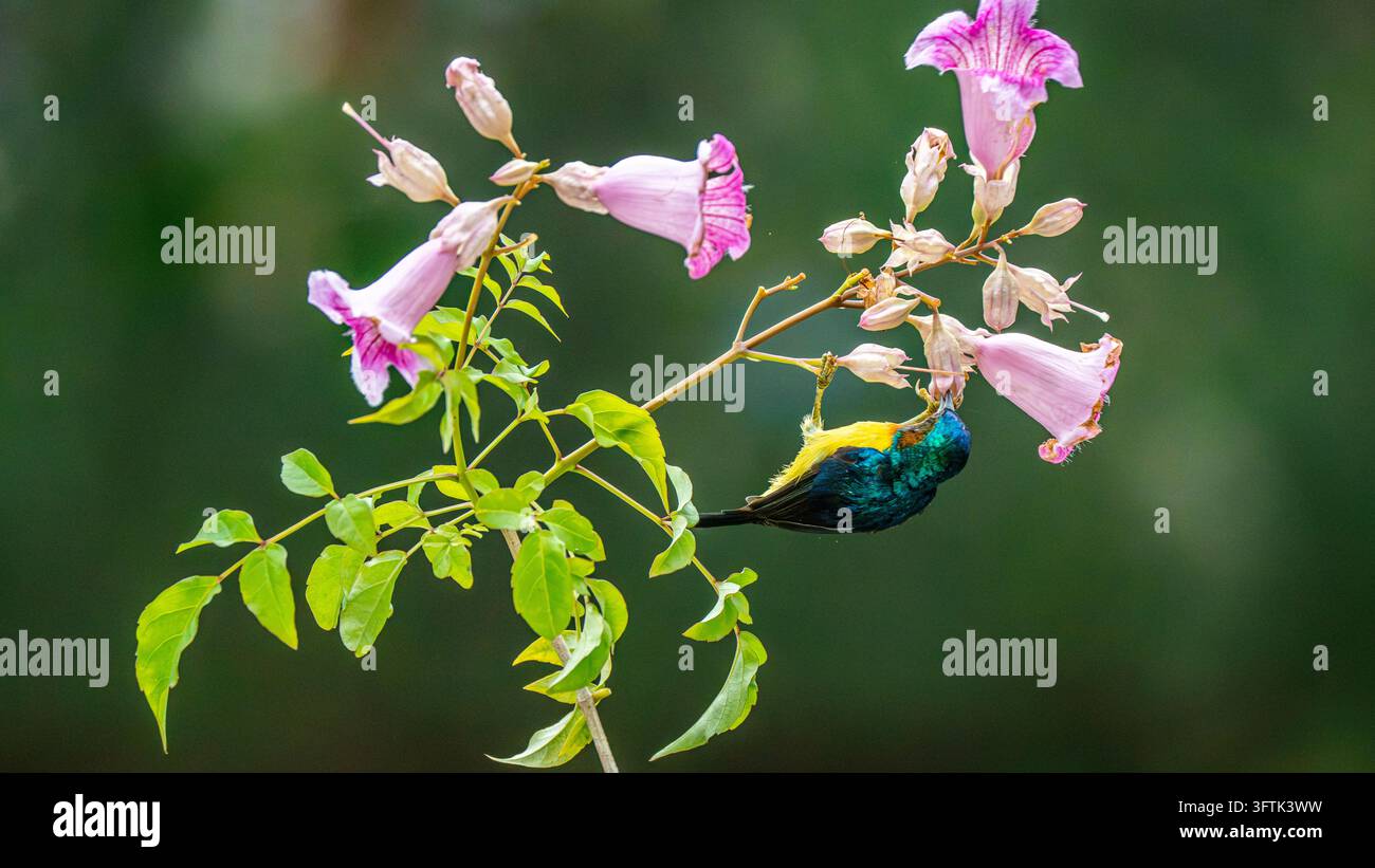 Tropical Birds Perching Together on a Branch in Can Tho, Vietnam Stock ...