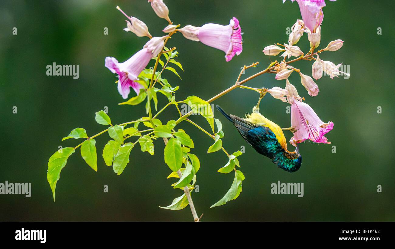 Tropical Birds Perching Together on a Branch in Can Tho, Vietnam Stock ...