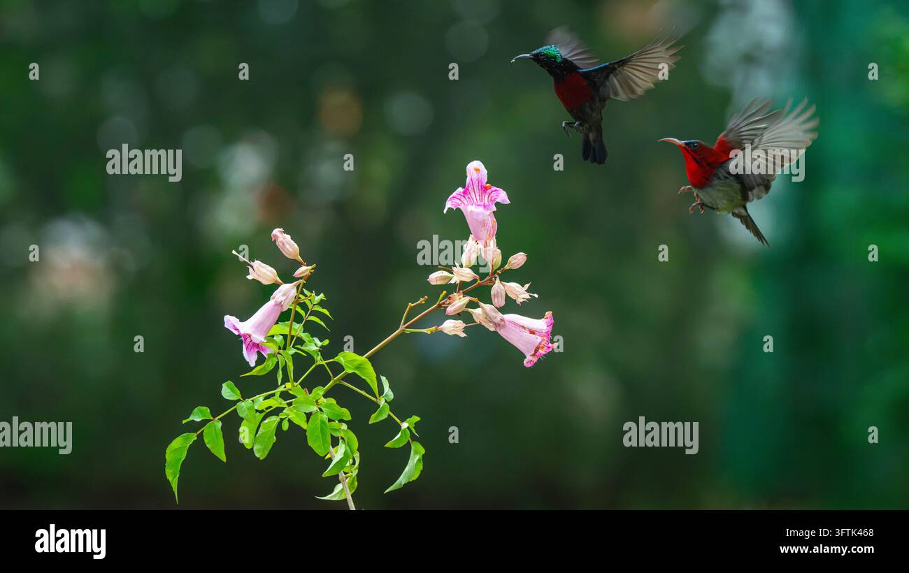 Tropical Birds Perching Together on a Branch in Can Tho, Vietnam Stock ...