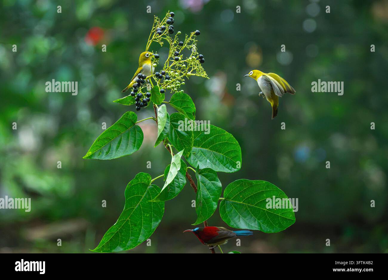Tropical Birds Perching Together on a Branch in Can Tho, Vietnam Stock ...