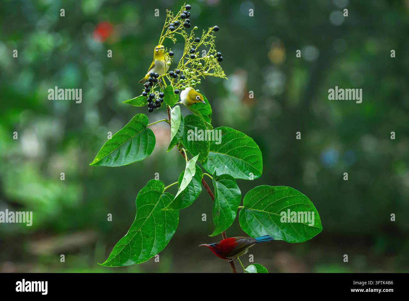 Tropical Birds Perching Together on a Branch in Can Tho, Vietnam Stock ...