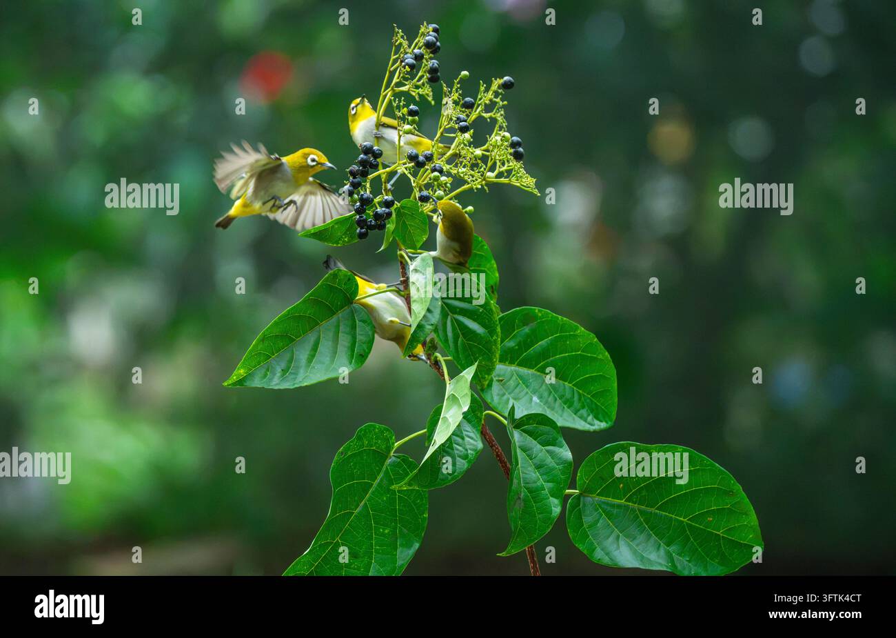 Tropical Birds Perching Together on a Branch in Can Tho, Vietnam Stock ...