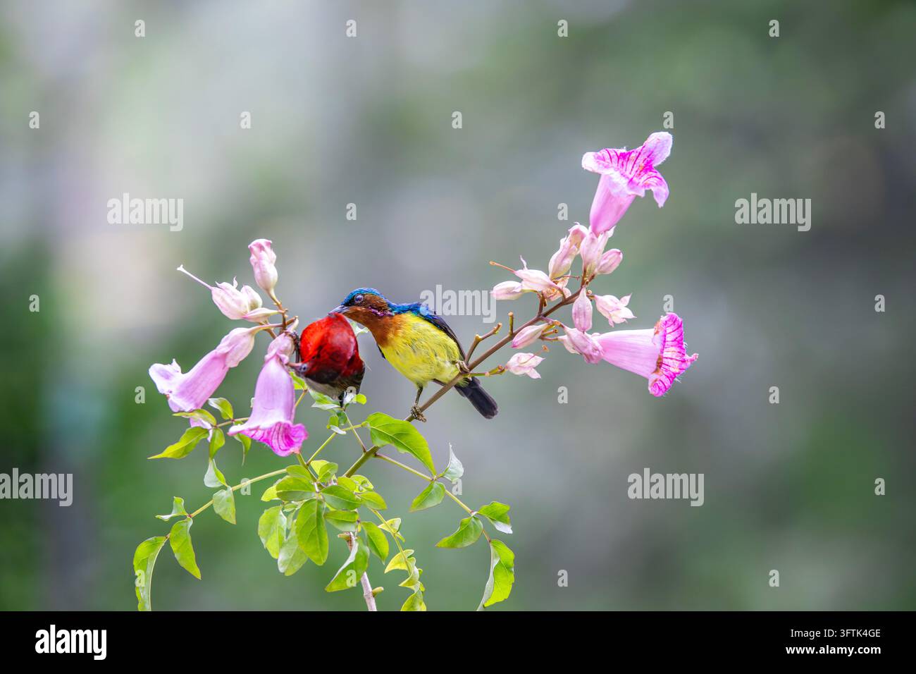 Tropical Birds Perching Together on a Branch in Can Tho, Vietnam Stock ...