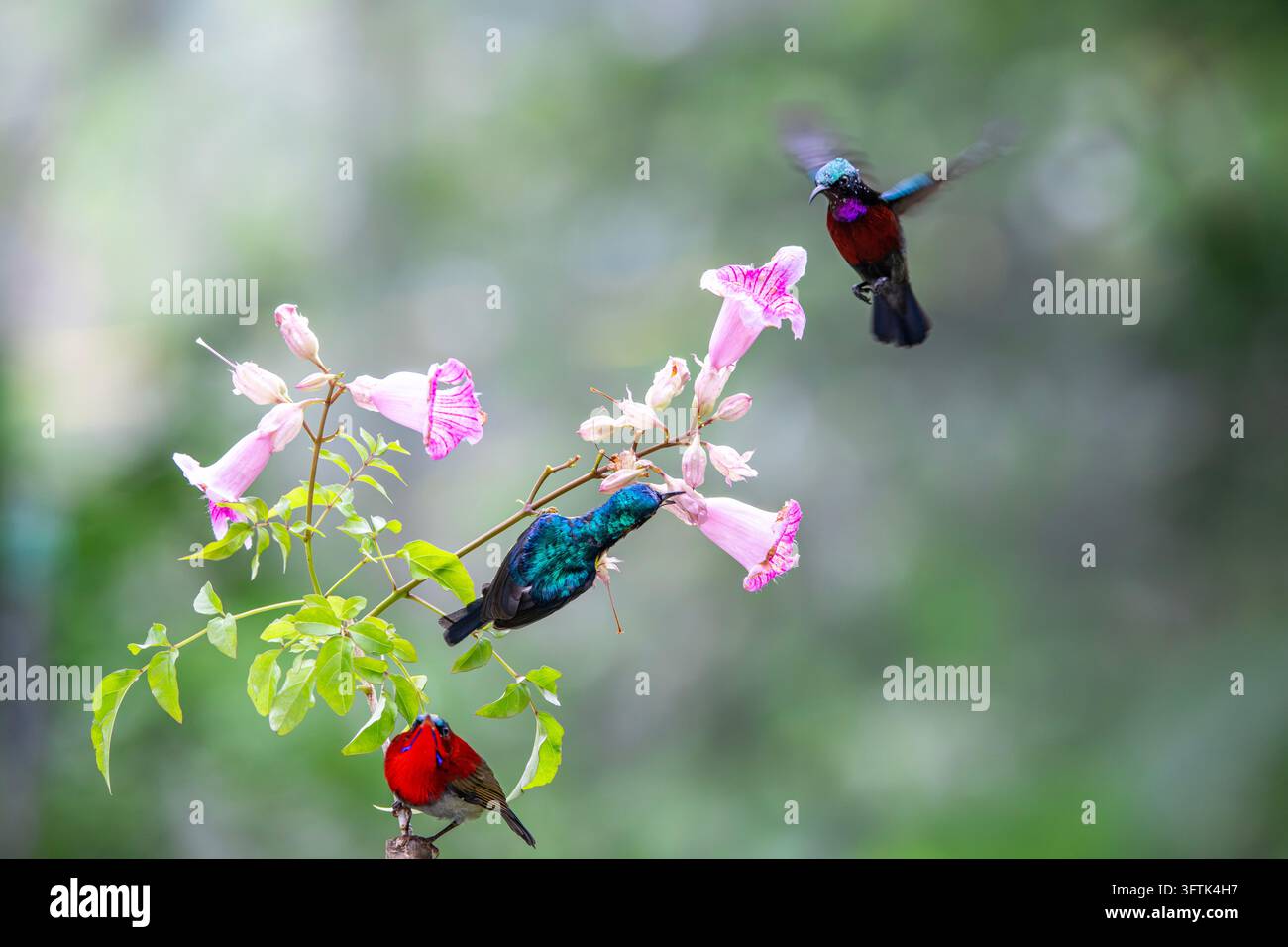 Tropical Birds Perching Together on a Branch in Can Tho, Vietnam Stock ...