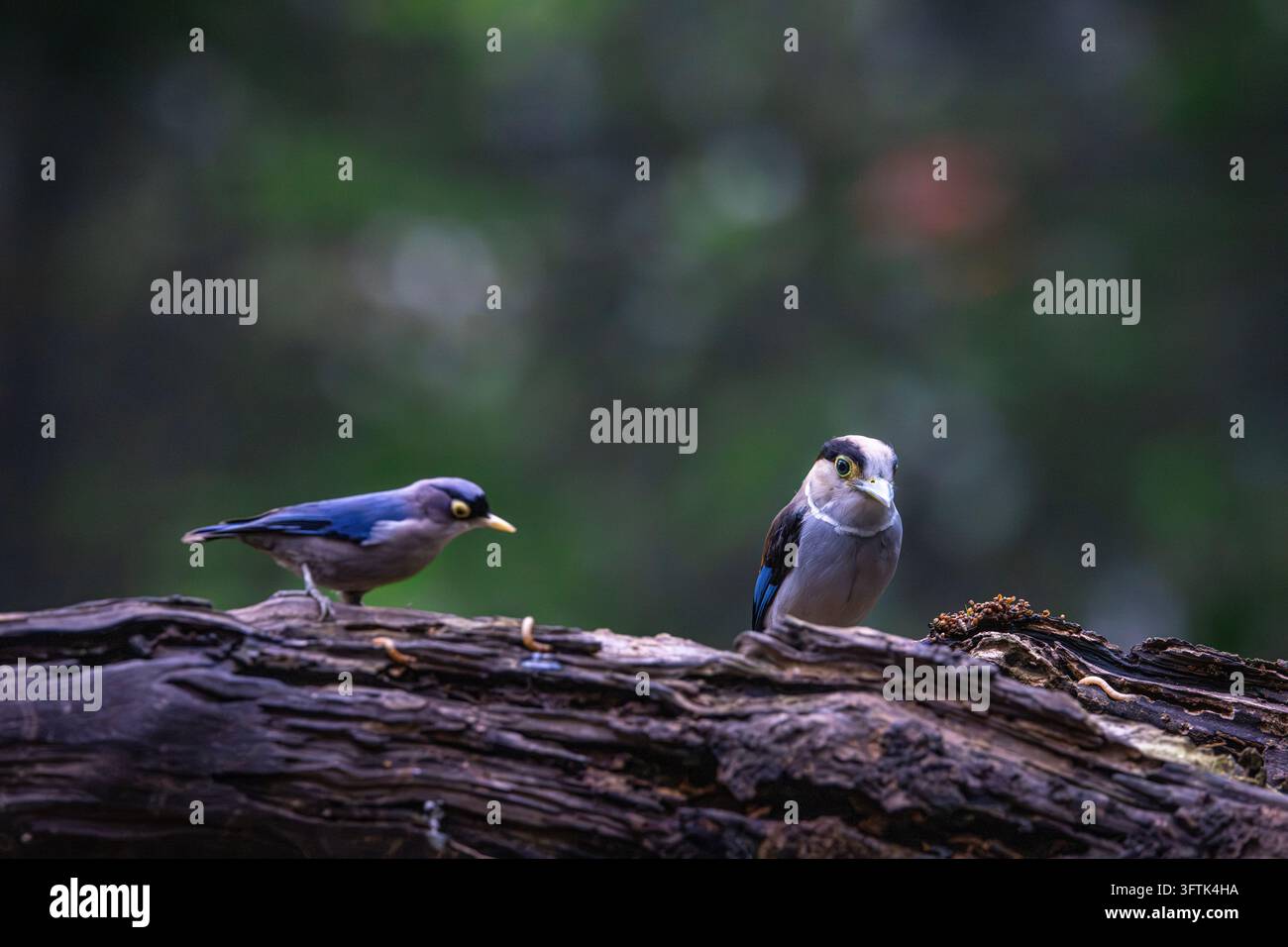 Tropical Birds Perching Together on a Branch in Can Tho, Vietnam Stock ...