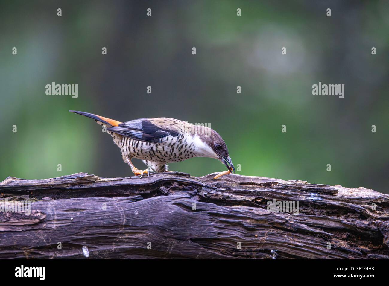 Tropical Birds Perching Together on a Branch in Can Tho, Vietnam Stock ...