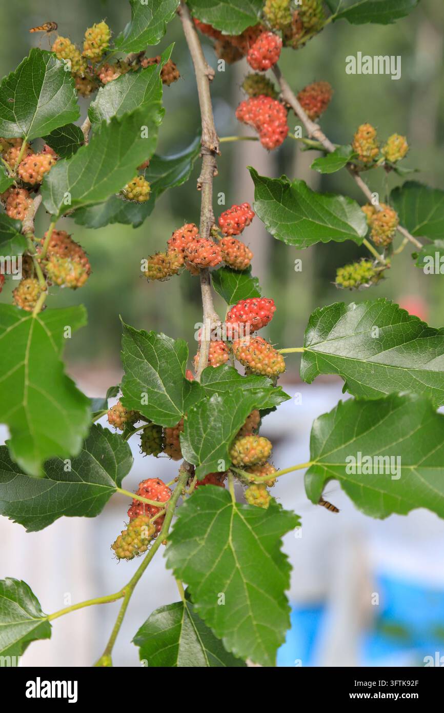 A close-up view of mulberries at different ripening stages on a ...