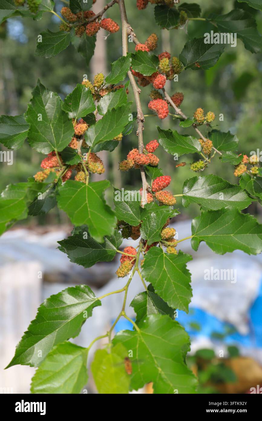 A close-up view of mulberries at different ripening stages on a ...