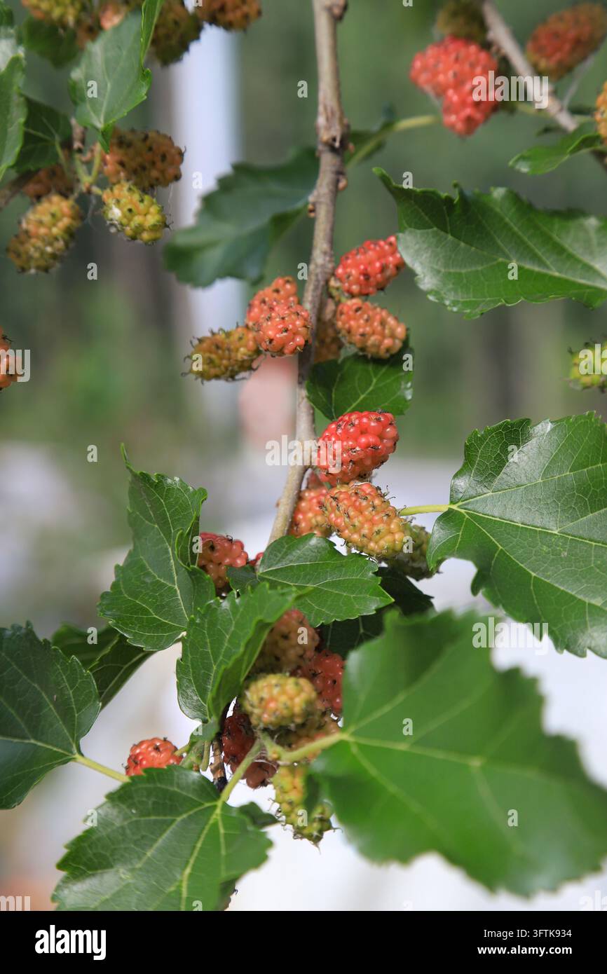 A close-up view of mulberries at different ripening stages on a ...