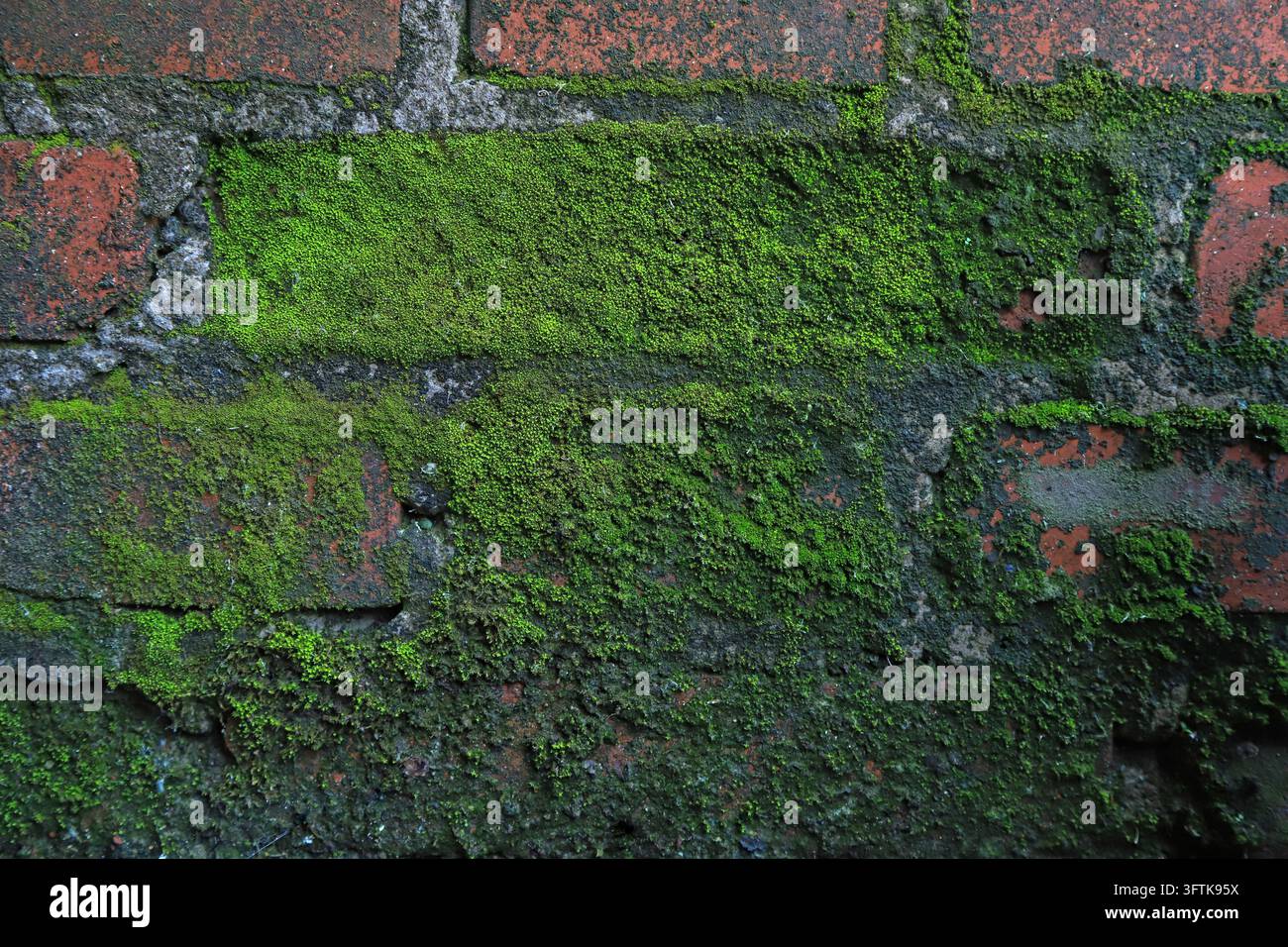 A close-up view of vibrant green moss covering the crevices and ...