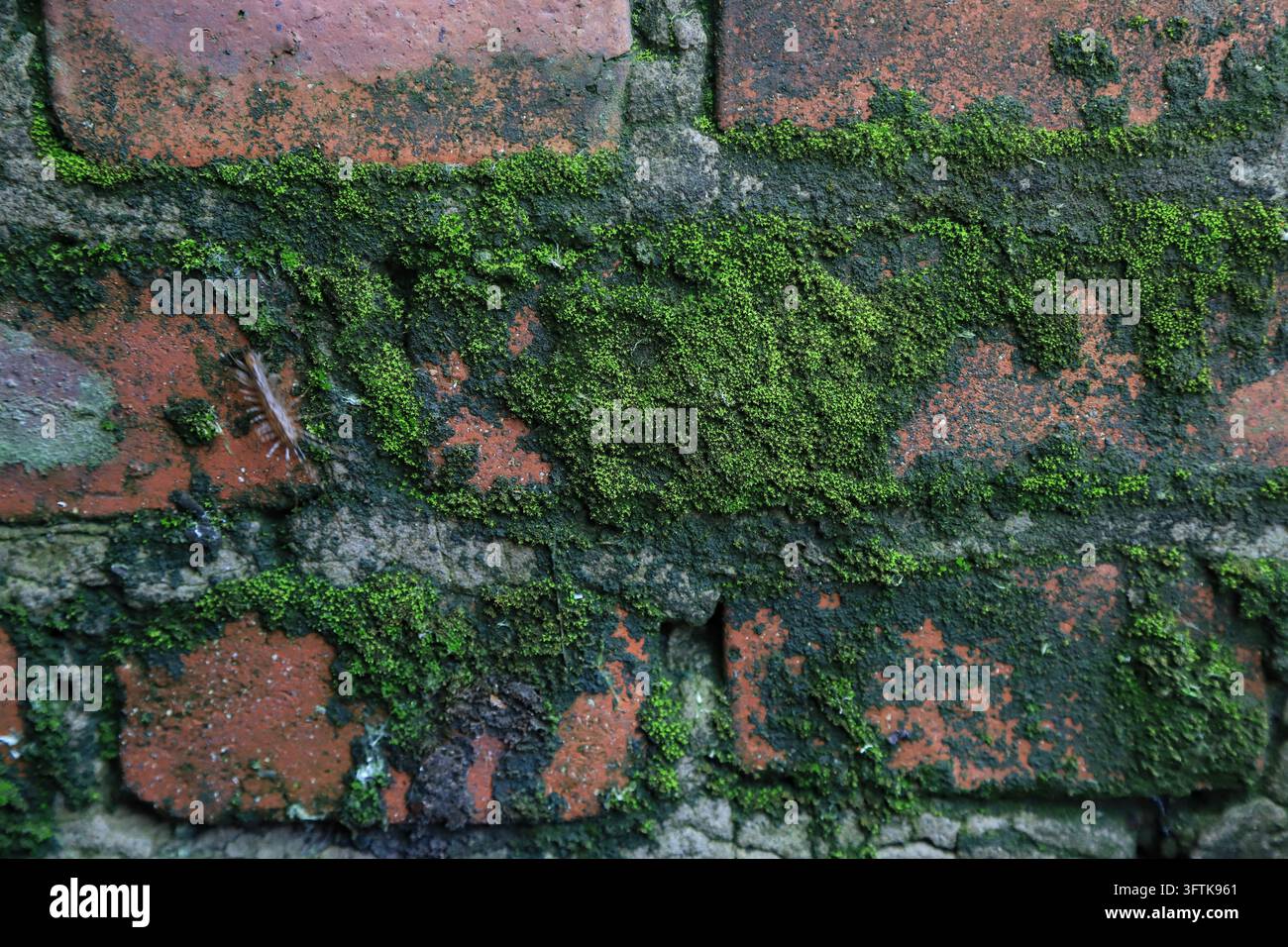 A close-up view of vibrant green moss covering the crevices and ...