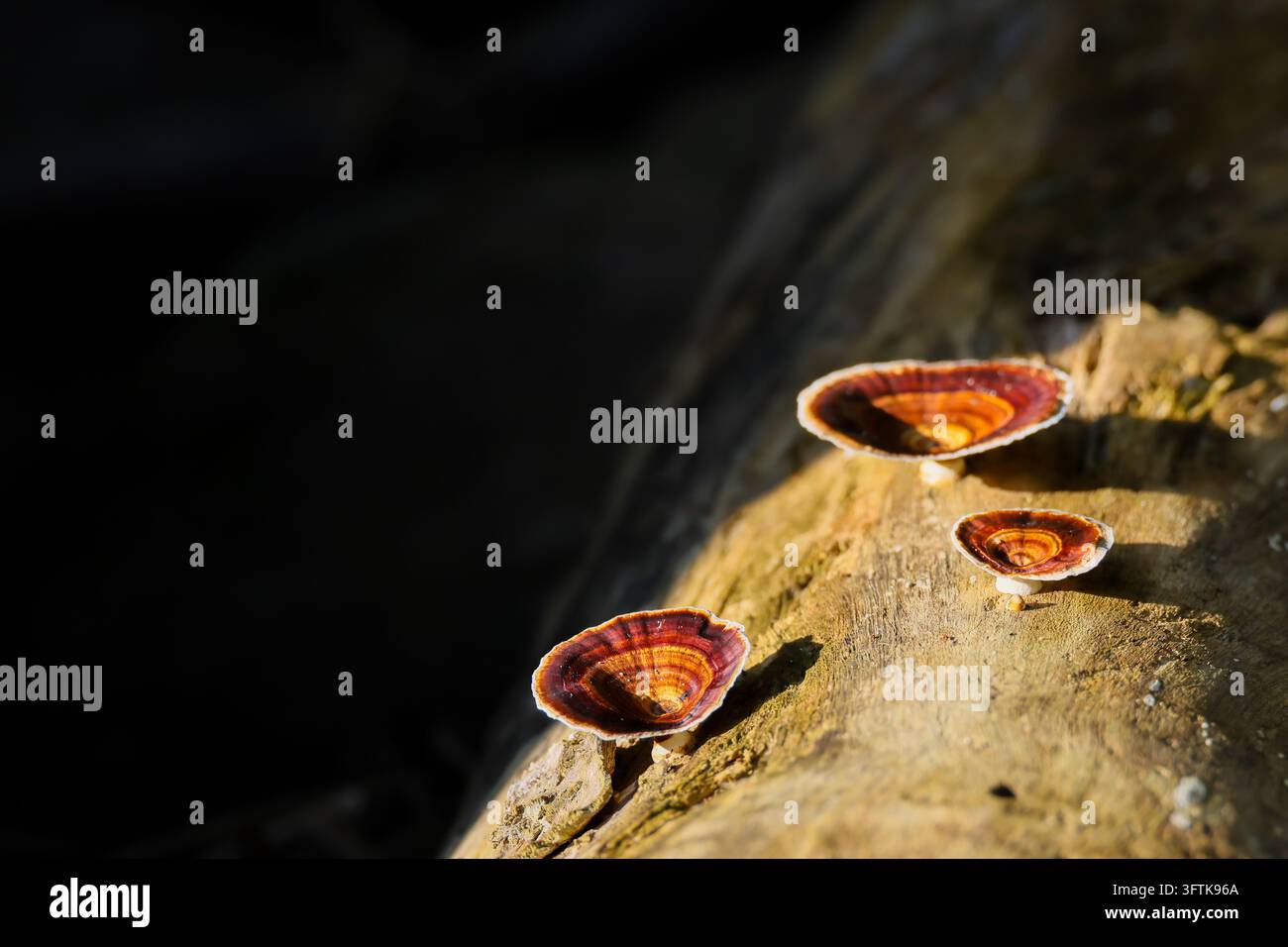 A bracket fungus growing on sunlit fallen tree bark beside deep forest shadow Stock Photo