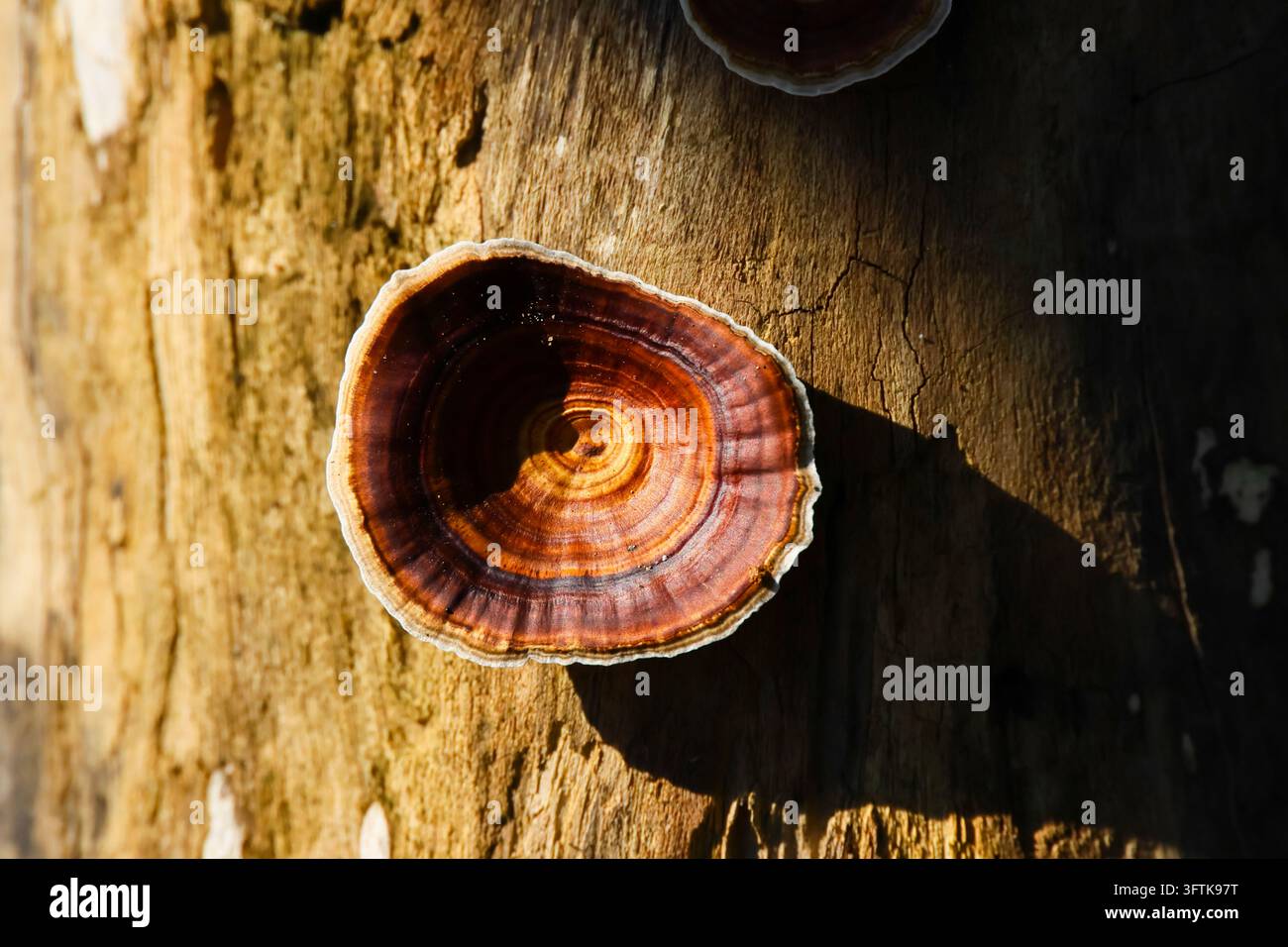 A bracket fungus growing on tree bark, showing layered brown texture ...
