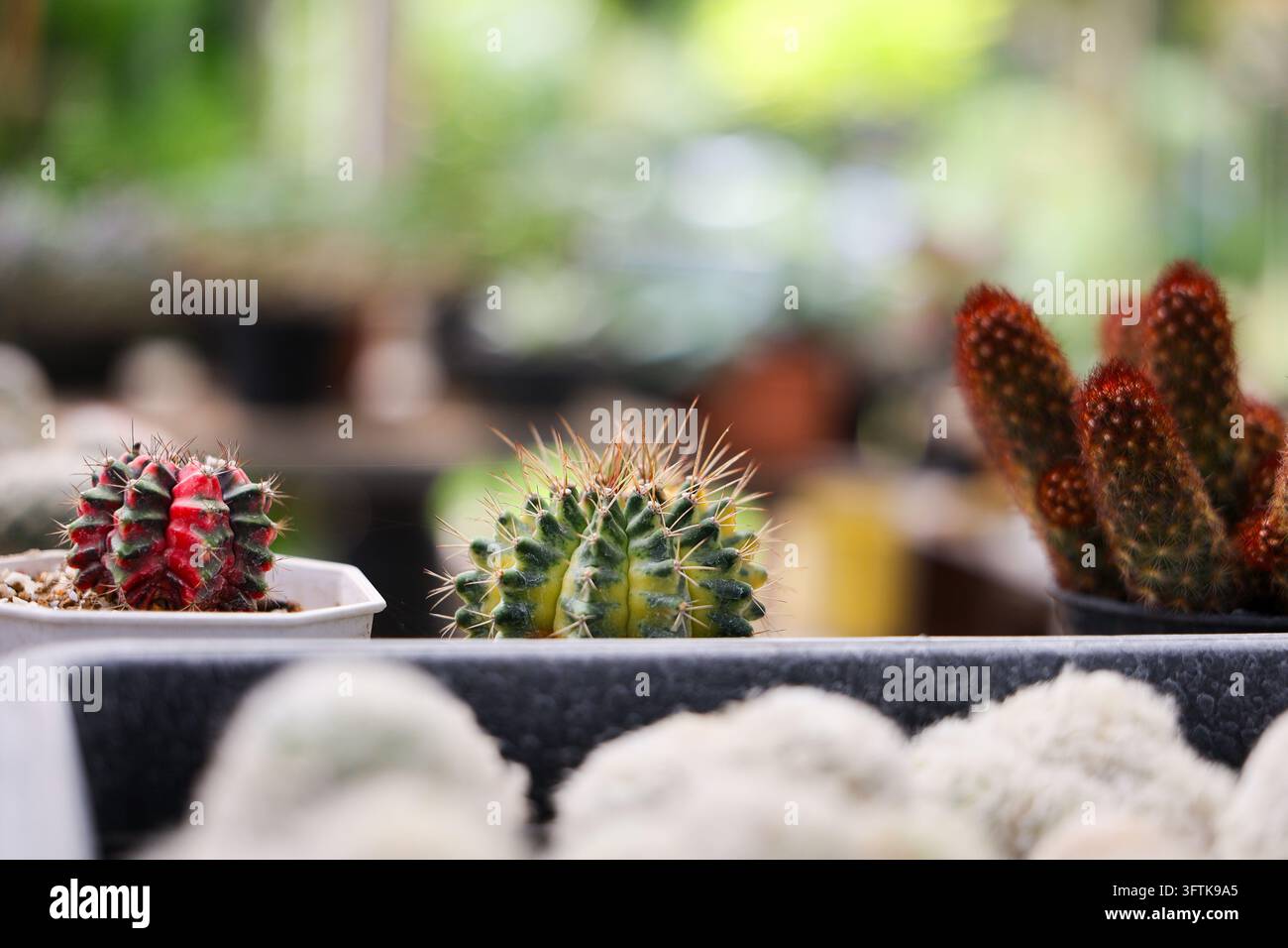 A cactus collection in ceramic pots displaying colorful spines and ...