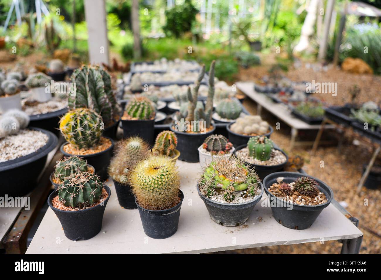 A cactus collection in black pots arranged on nursery table, featuring ...