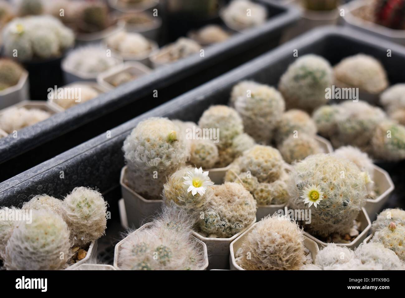 Withe Flowe A cactus collection in nursery trays featuring fuzzy round plants, tiny ...