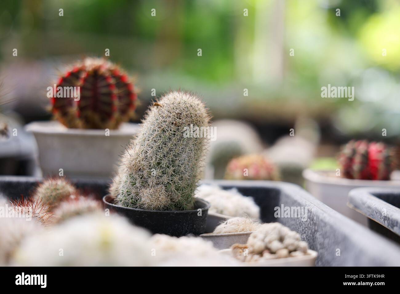 Depth Using Size A cactus plant in black pot surrounded by colorful potted succulents ...