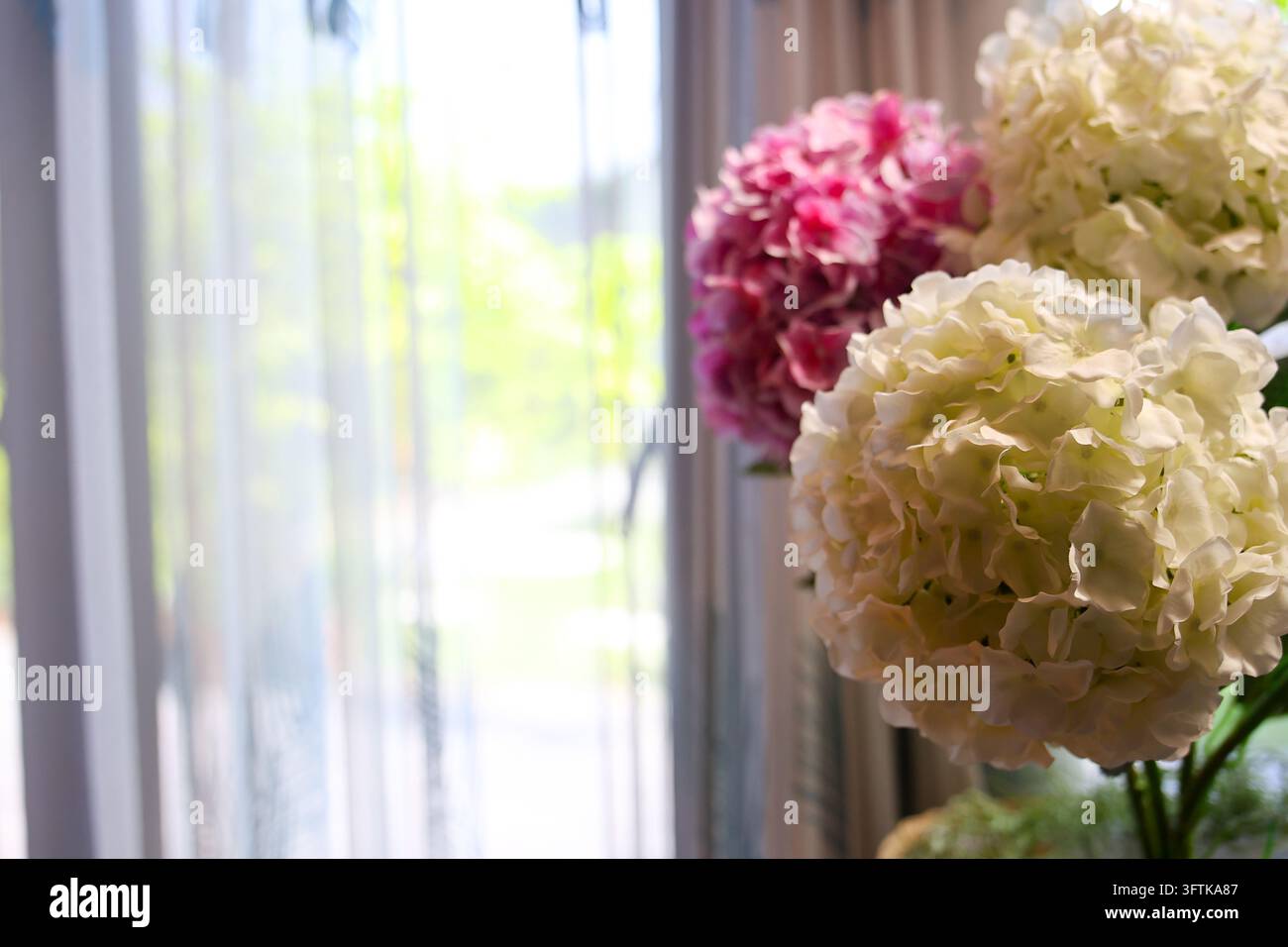 Using A Pink Flower A cream hydrangea flower arrangement beside bright window with sheer ...