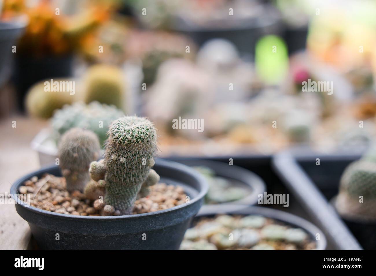 Depth Using Size A fuzzy cactus in black pot surrounded by potted desert plants, with ...
