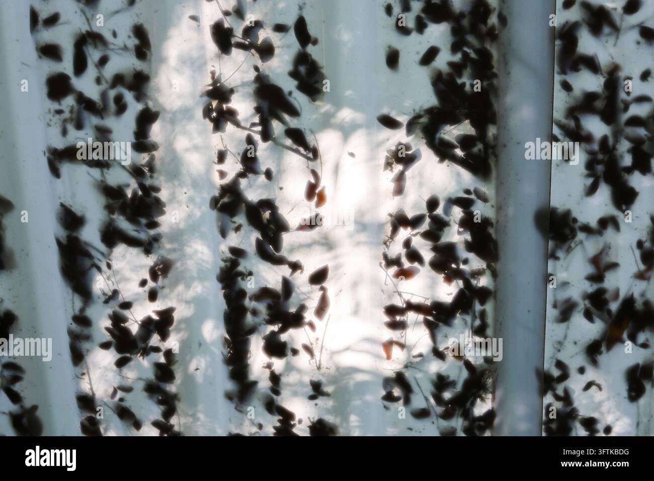 Translucent Glass Textured An image 1dense cluster of dark insect trapped against translucent ...