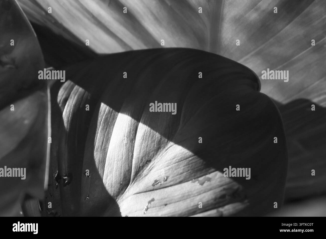 A monochrome tropical leaf with curved form, textured surface, and ...