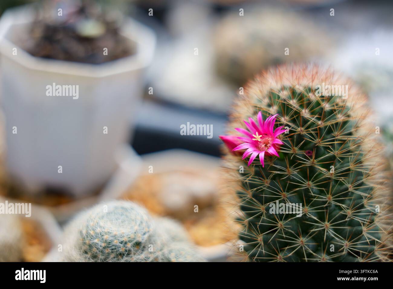 Using A Pink Flower A pink cactus flower with sharp spine, textured succulent body, and ...
