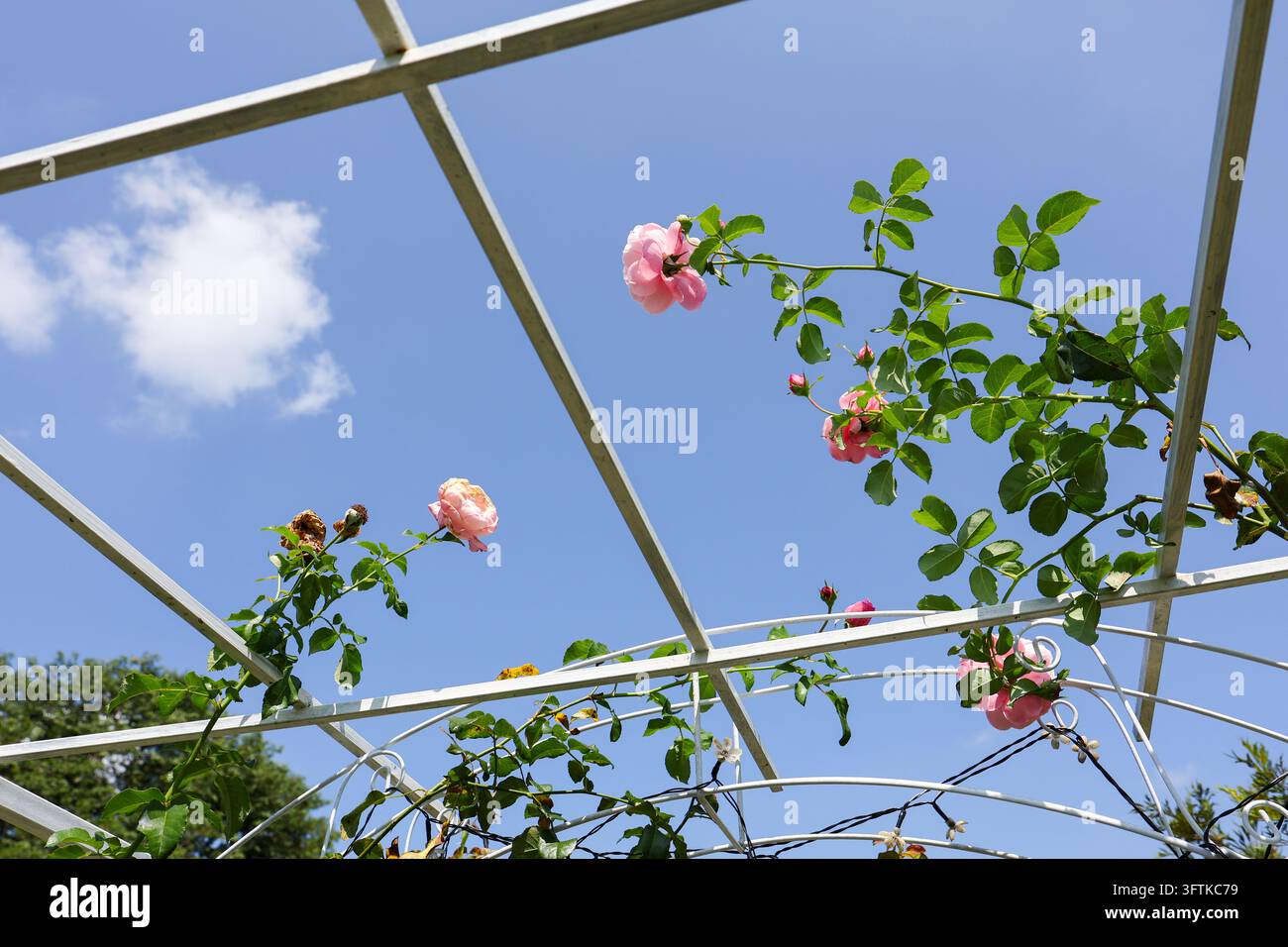 Using A Pink Flower A pink rose flower climbing across white garden trellis beneath clear ...