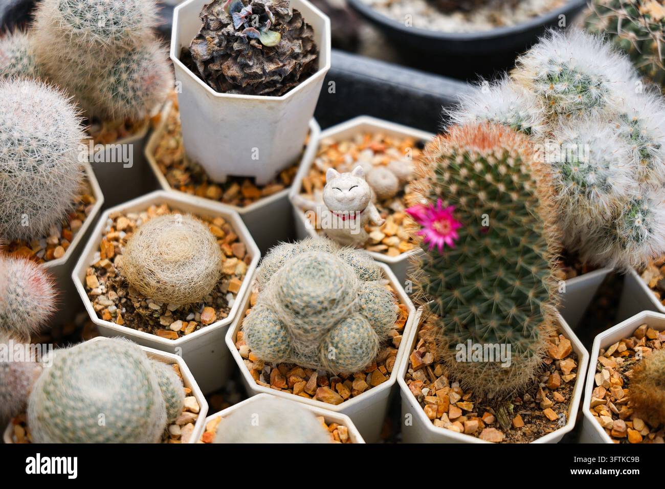 Withe Flowe A potted cactus collection with spiny succulent plants, white ...