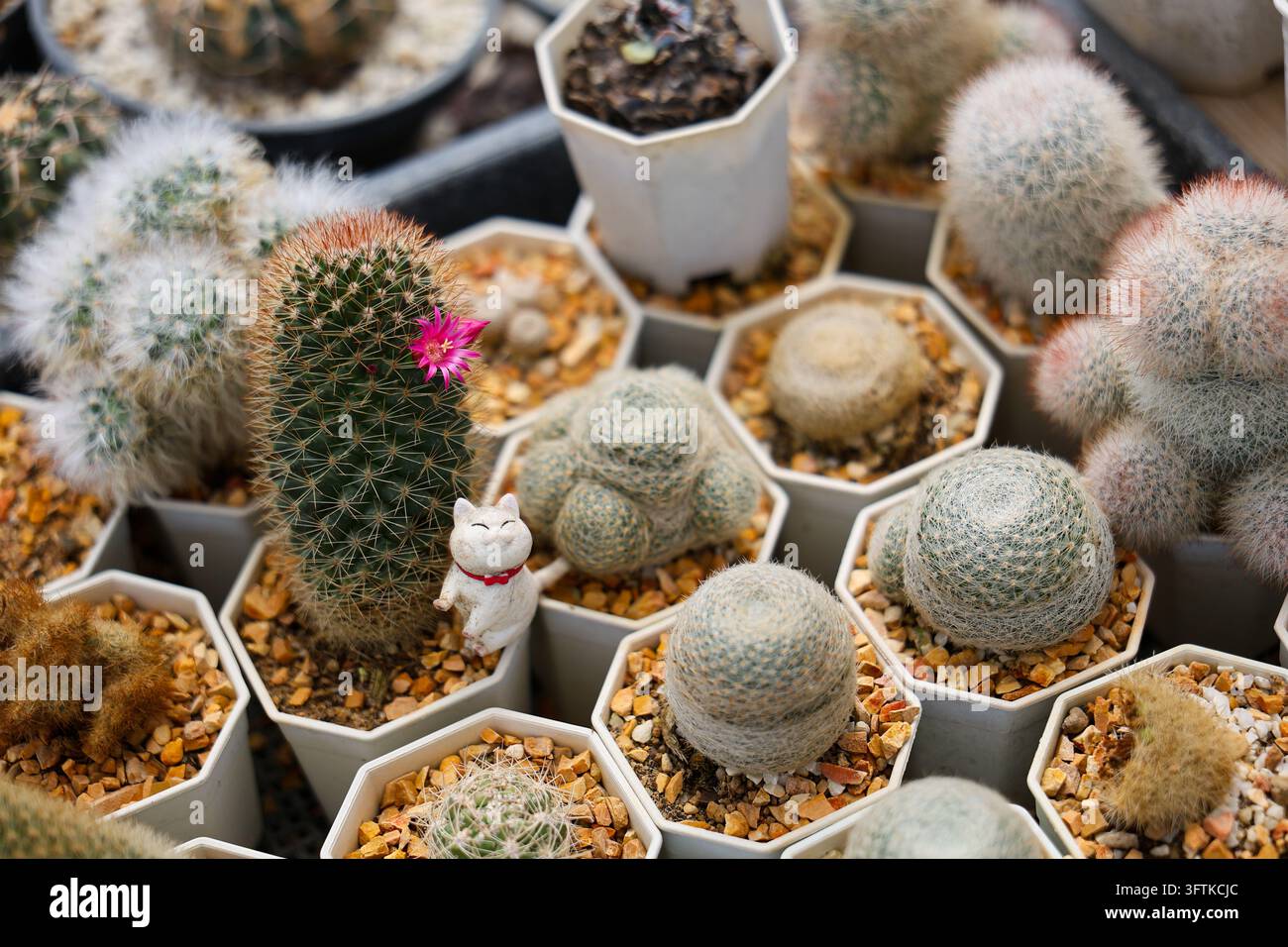 Using A Pink Flower A spiny cactus garden with pink flower, potted succulent collection ...