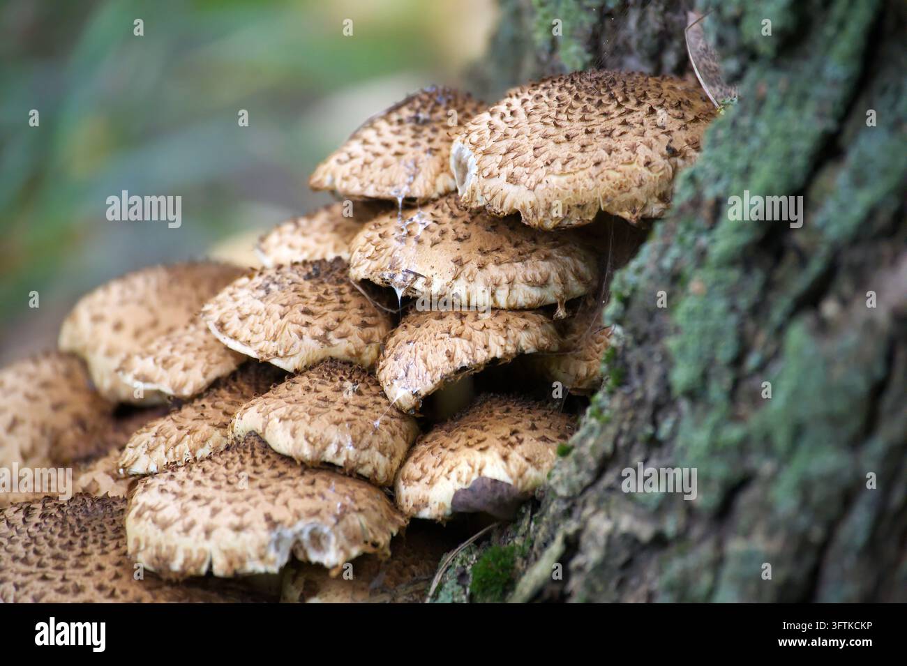 Depth Using Size A cluster of textured brown mushrooms emerging from the rough bark of a ...