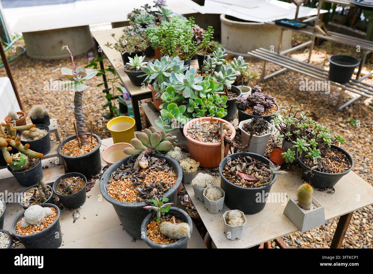 A succulent plant collection in assorted pots arranged on greenhouse ...
