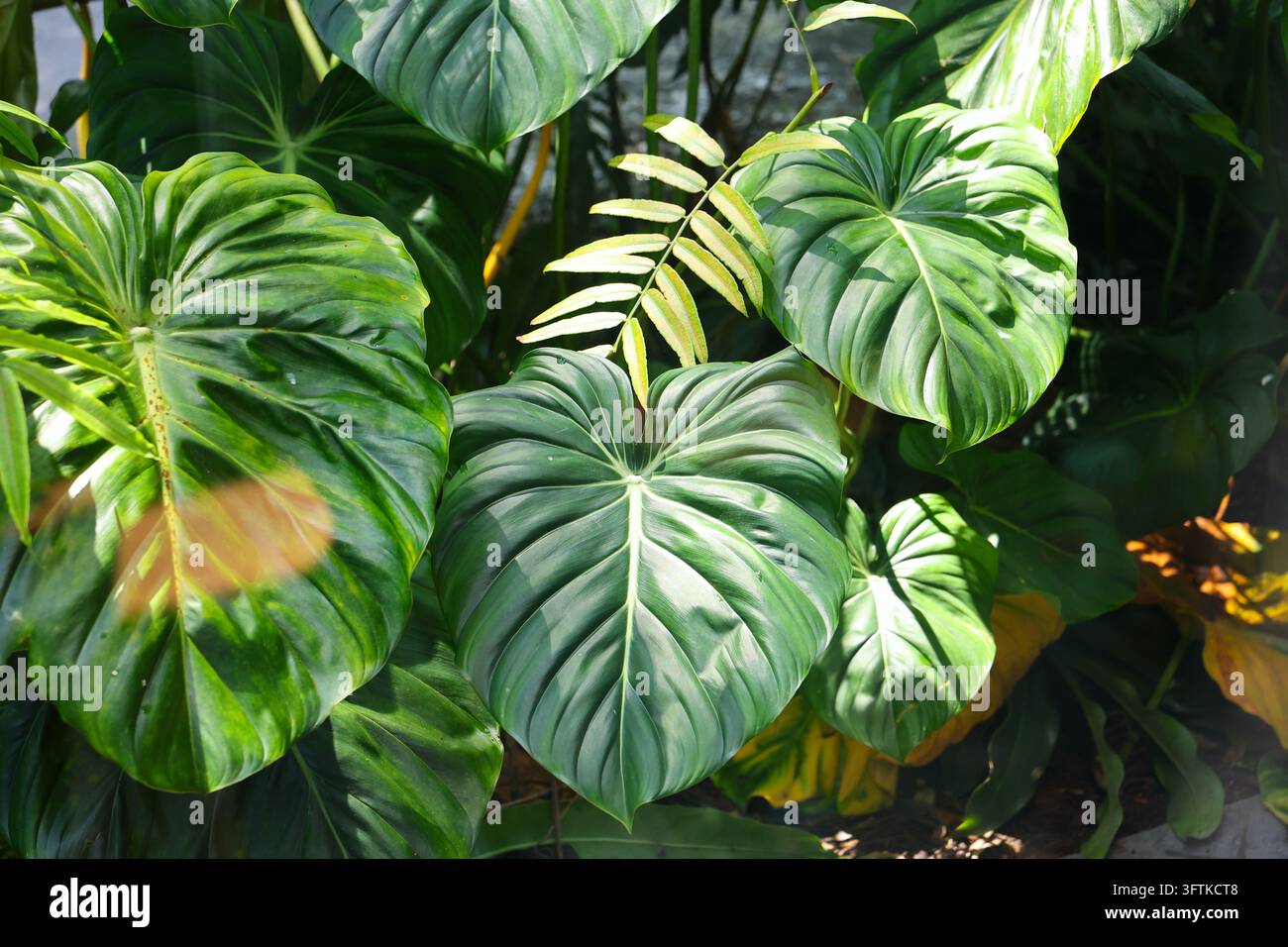 A tropical foliage with large glossy green leaves, heart shaped form ...