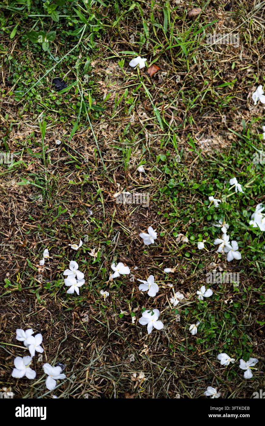 Withe Flowe White Wildflowers Blooming Flowers, delicate petals opening under ...